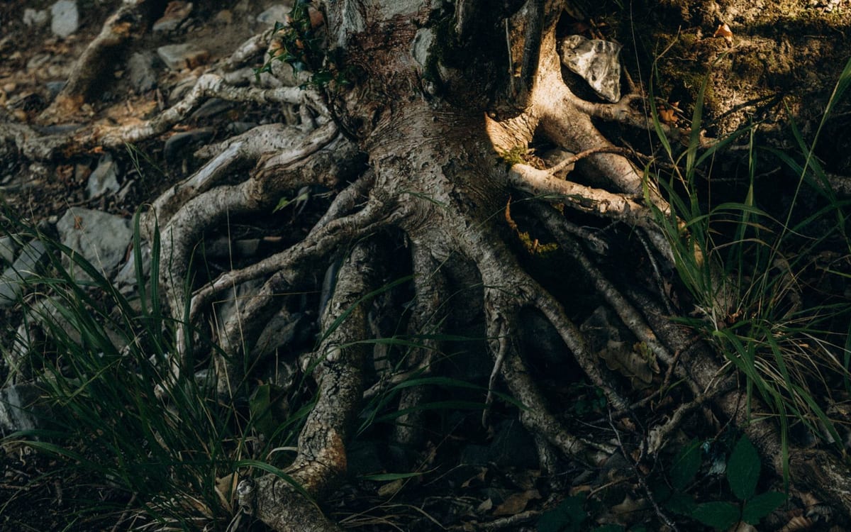Tree roots in soil, a common cause of blocked drains